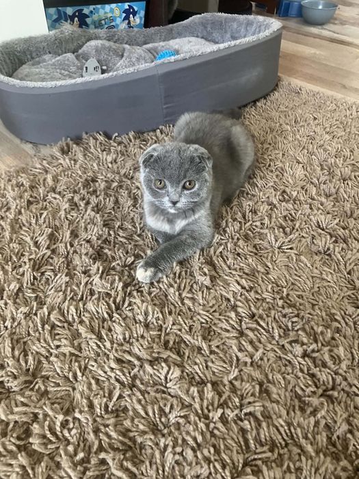 Предлагам прекрасни Scottish Fold (Шотландска клепоуха) котенца