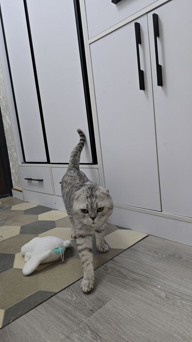 Серебристый тигировий шиншилла мальчик