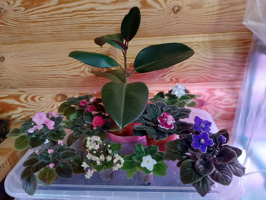 Домашние декоративные растения