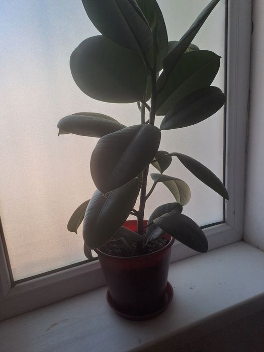 Цветы Гүлдер гүл