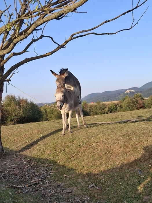 Magarita gestanta cu pui