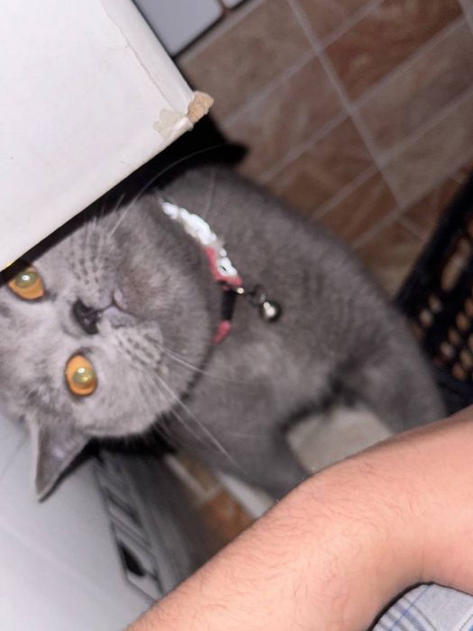 Qattiq mushuk ichida katta xoroz