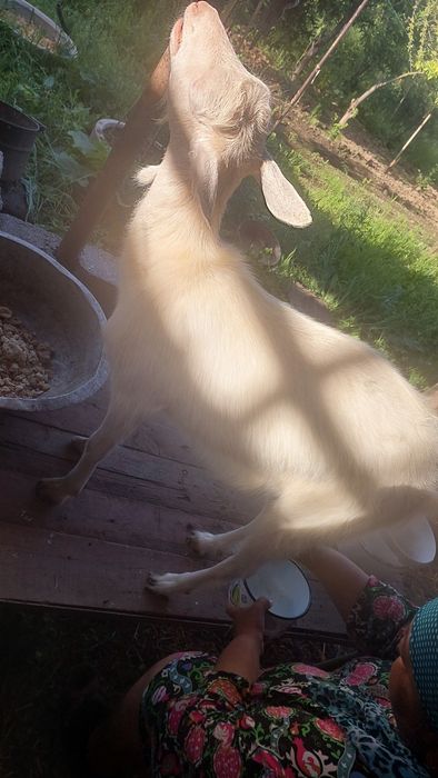 Козочка продаётся коза доиться