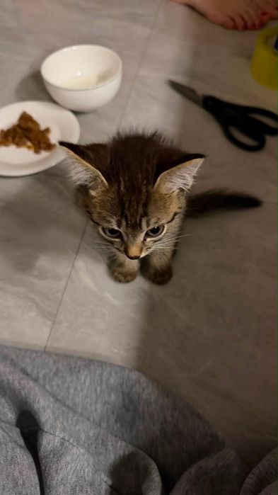 Отдам котенка (2 месяца)