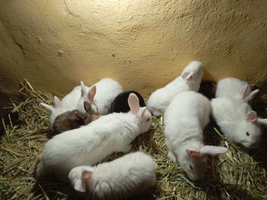 De vânzare iepurași