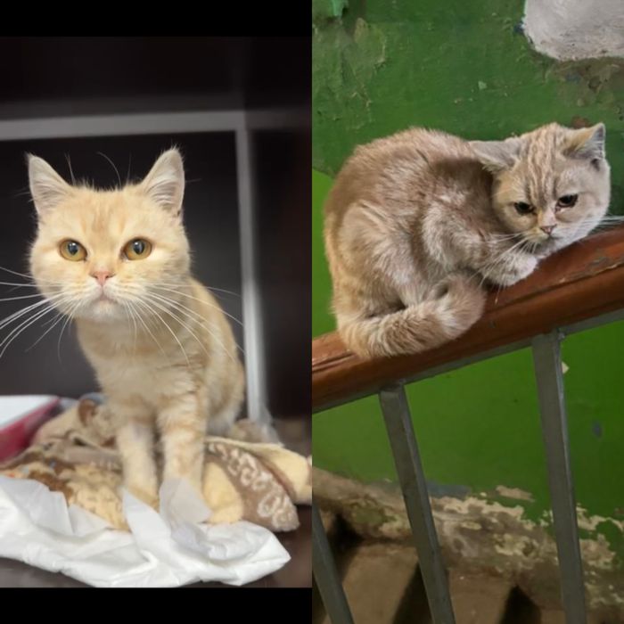 Кошечка в добрые руки