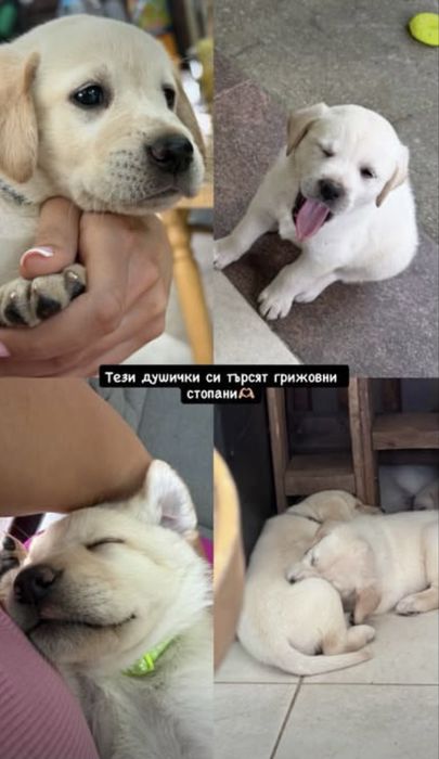Лабрадор Ретривър