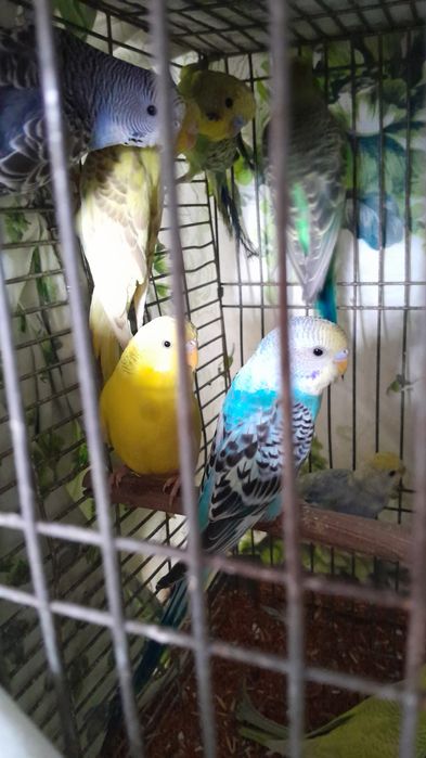 Продам попугай молодые волнистые