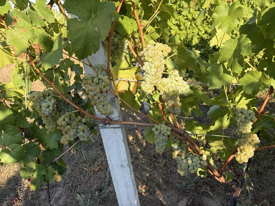 Vând struguri albi Muscat Ottonel pentru vin