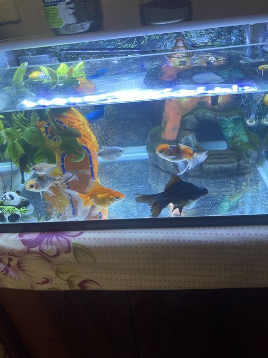 Продам аквариум с рыбками