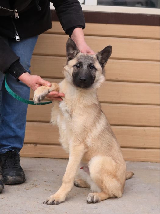 Шикарный щенок 5 мес. Чарли ищет дом