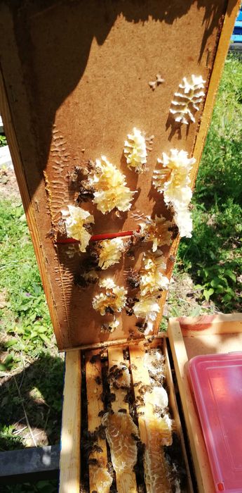 Пчелни отводки ЛР 2026