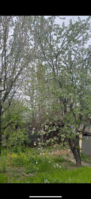 Продаю свою дачу в Паркенте