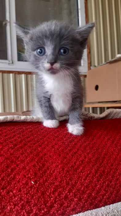 3 котят и мама кошка