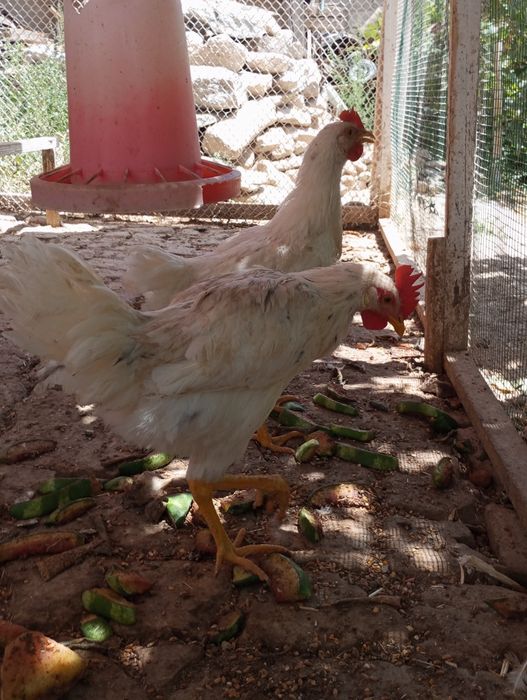 Sariq qiz videoda qinini korsatdi.