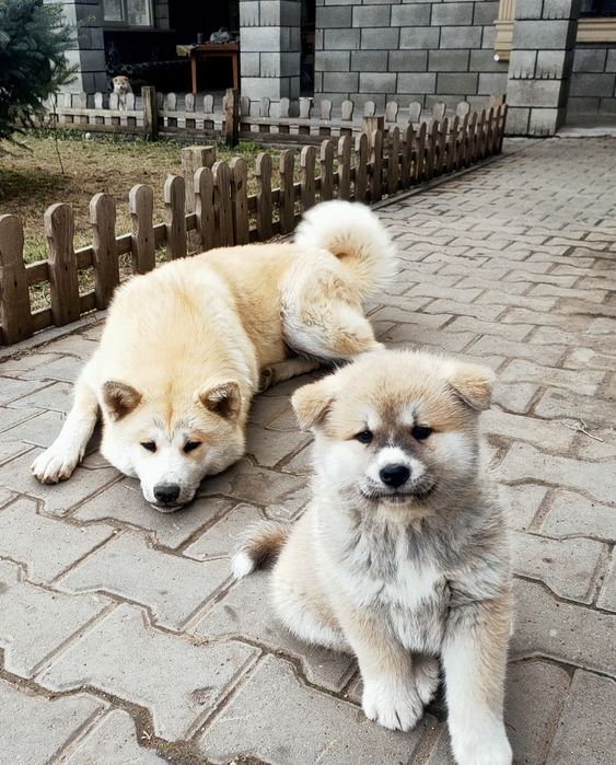 Предлагаю щенков Хатико