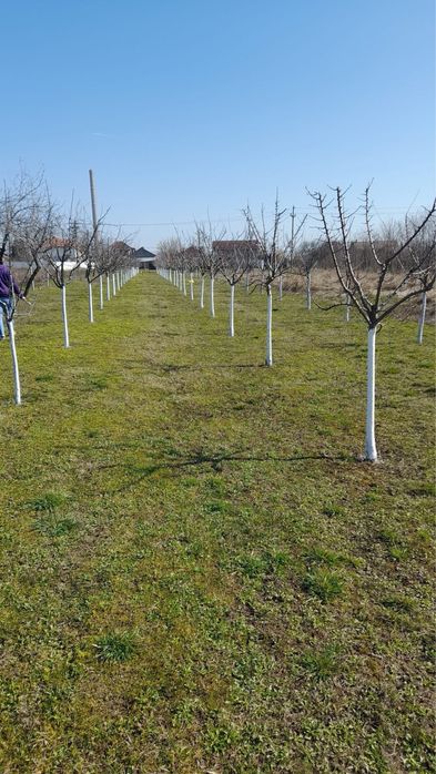 Curățare, plantare pomi fructiferi, copaci, zmeuri, muri, viță de vie