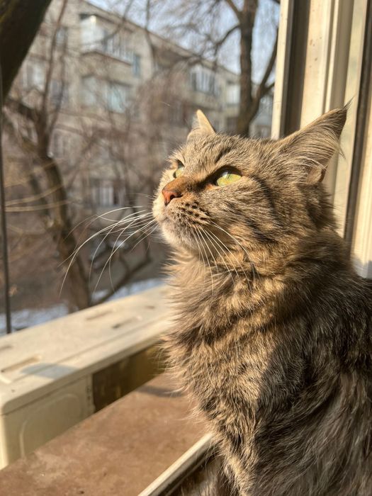 Отдам кошку даром