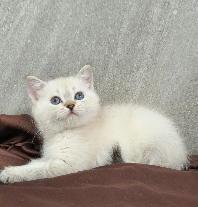 британский котёнок