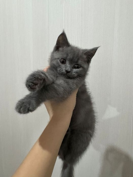 Британский котёнок