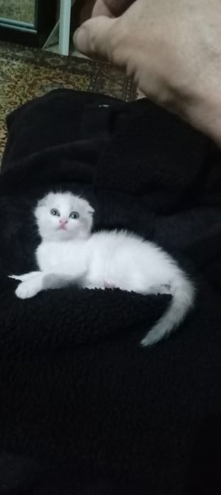 Отдам котят в добрые руки