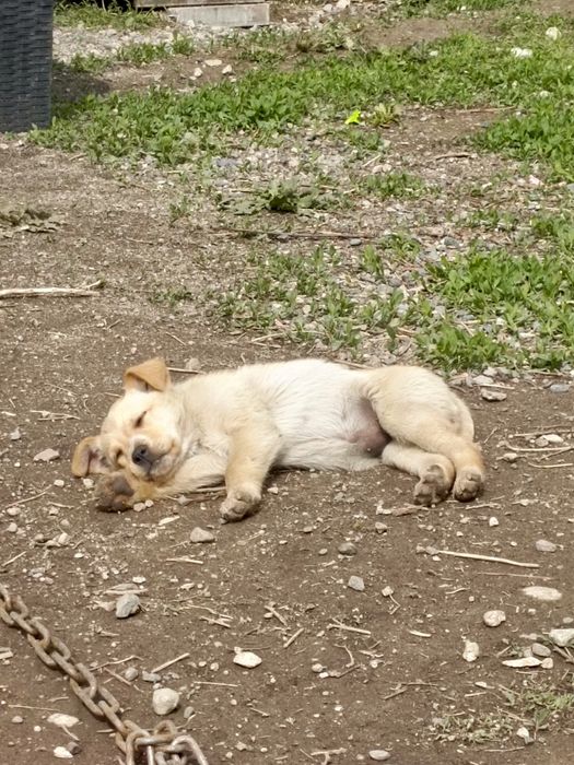 Щенки в добрые руки!