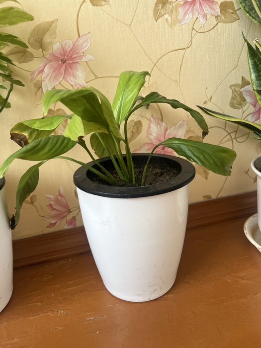 Женское счастье - спатифиллум