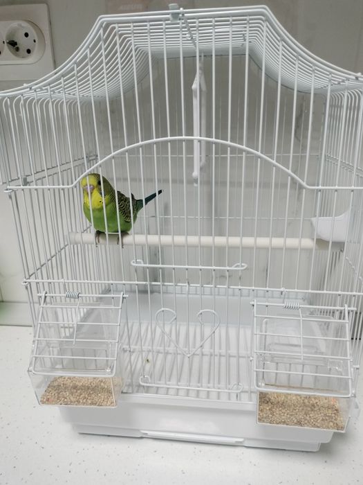 Papagal peruși - puiuți