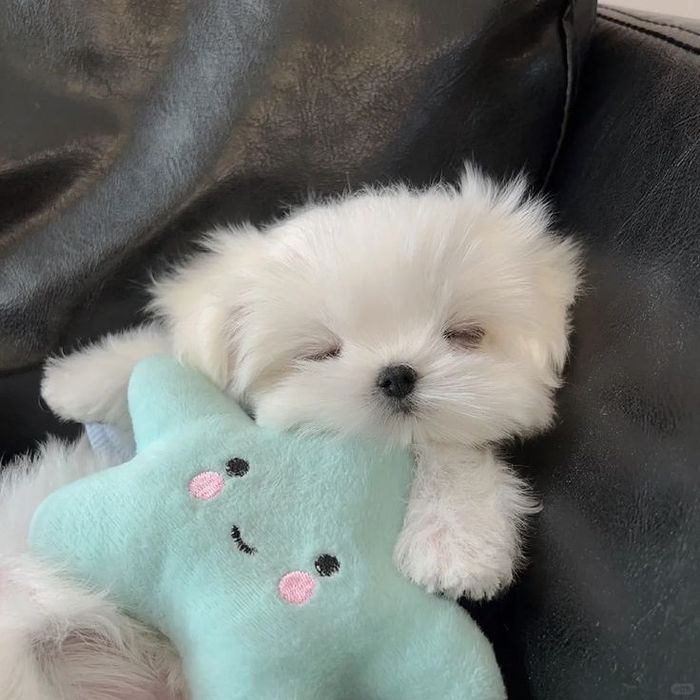 Bichon maltez mini toy