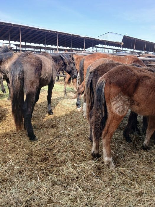 Жылқы малы бар сатылымда