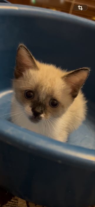 Котенок 1,5 месяцев