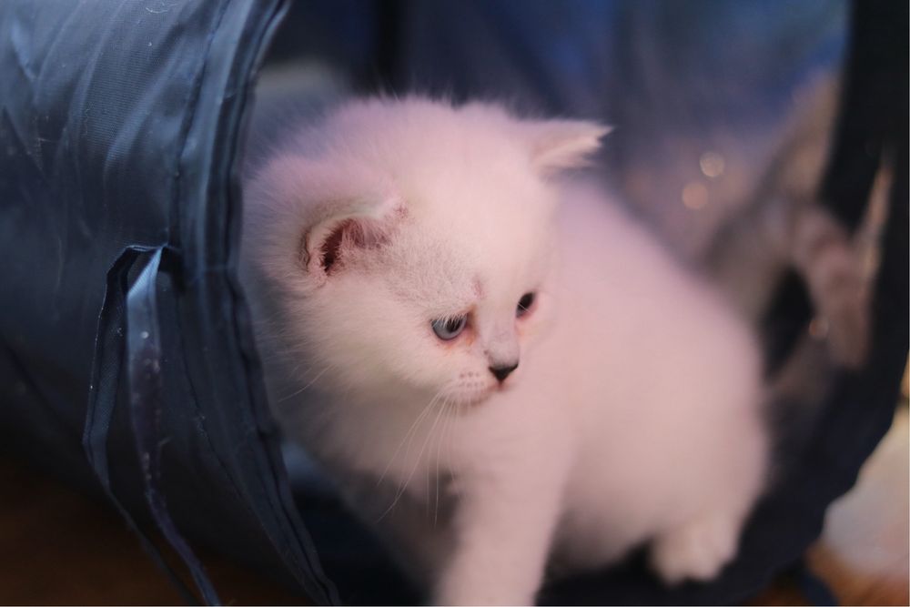 Британски късокосмести котенца – Silver Shaded, Golden Shaded и Colourpoint
