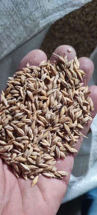 Ячмень кукуруза зерно дроблёная