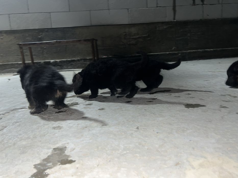 Продаеться ченок немецкая овчарки