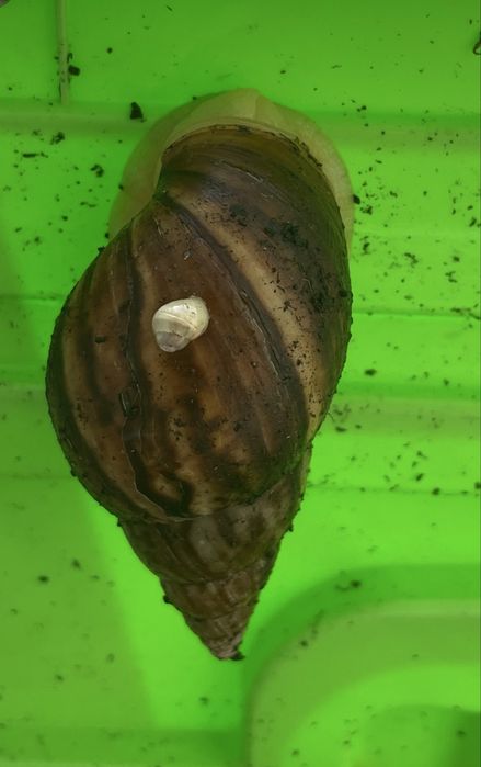 Ахатины гигантские улитки продам