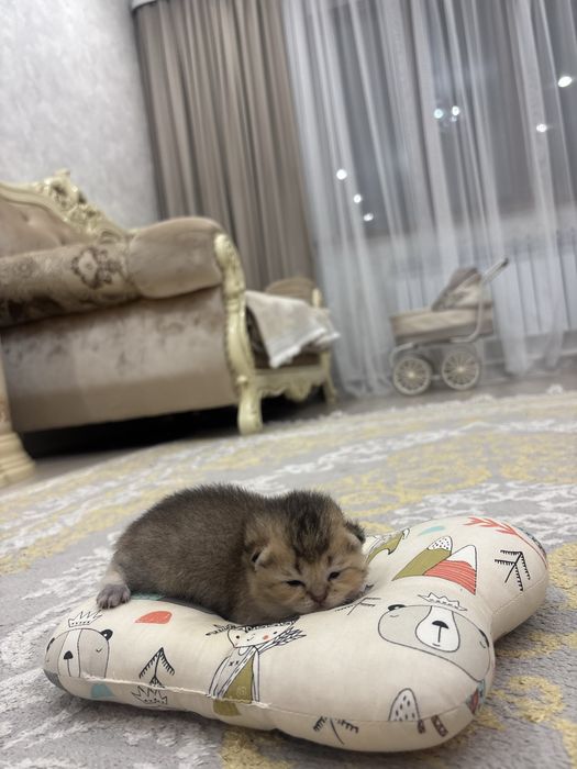Открыта бронь шотлнадских шиншилл