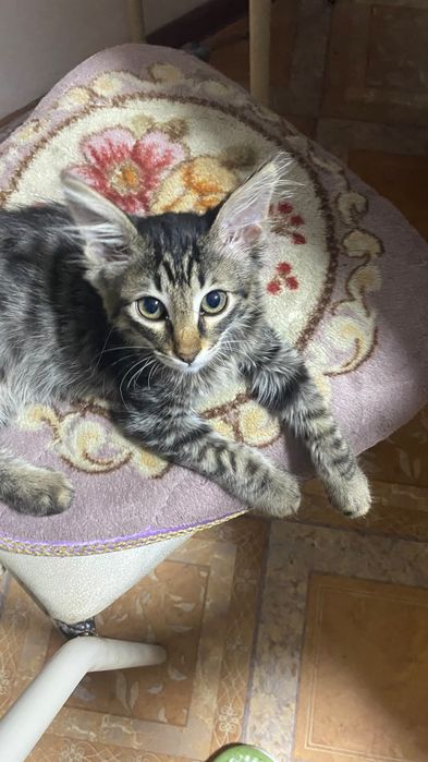 Продам длинношерстного котенка