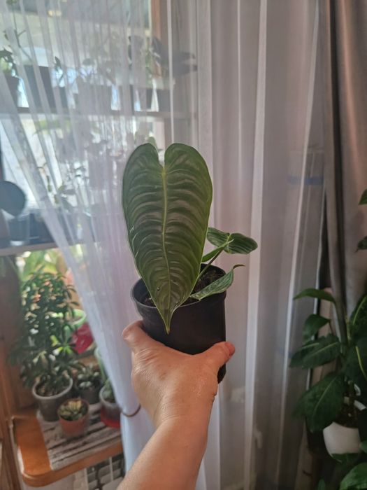 Продам комнатные цветы разные