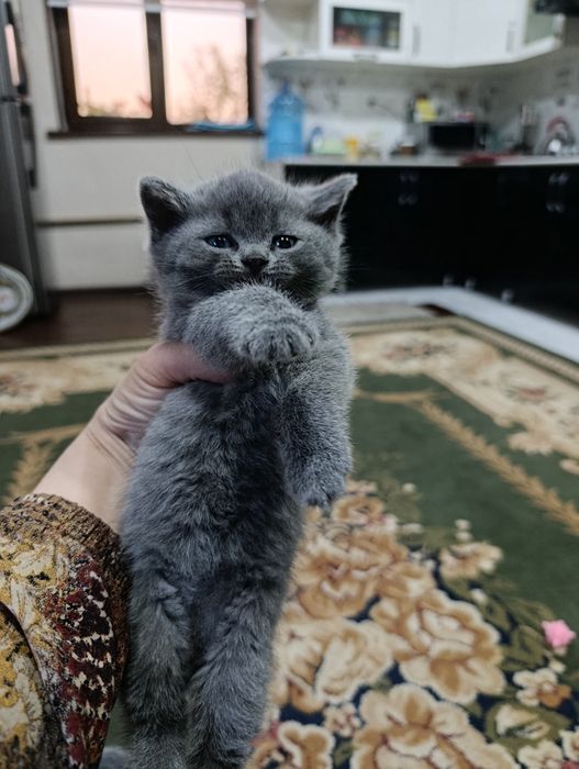 Mushukchalar sotiladi bir oylik