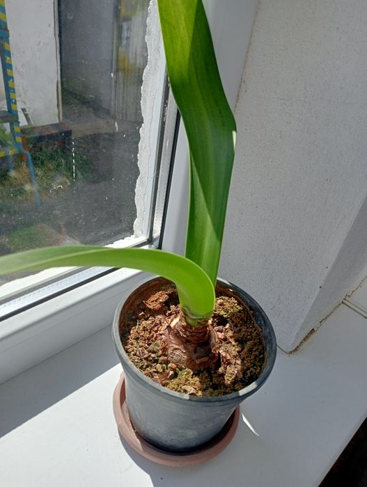 Гипеаструм розовый