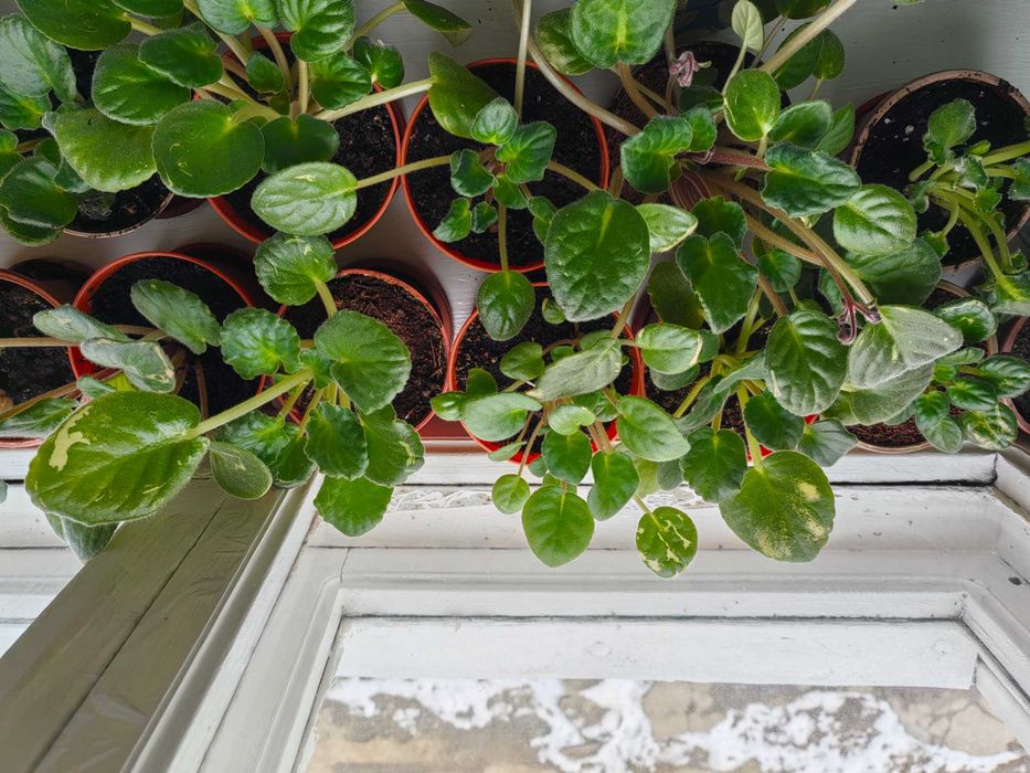 Цветы фиалки комнатные