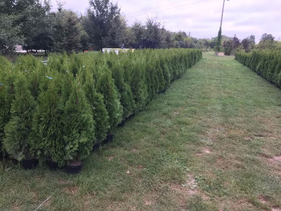 Tuia Smaragd de la 40 de cm la 160