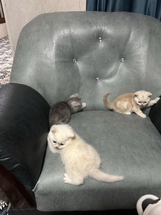 Mushukchalar sotiladi skotish strayt va britanskiy shinshilla