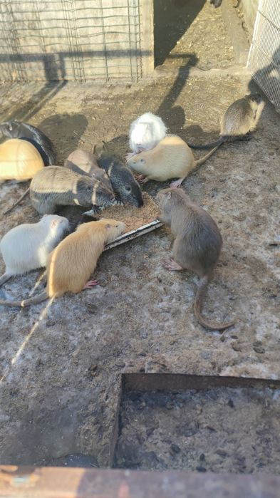 Nutrii adulte și pui