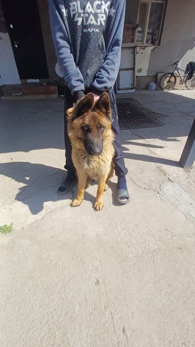 осы екі овчарка ның күшік тері бар