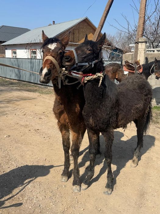 Жабағылар сатылады жуас