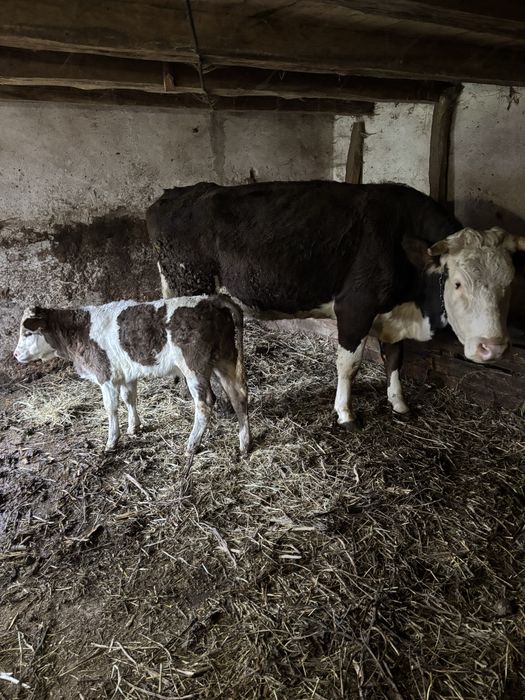 Vand vacă de 4 ani cu vitea