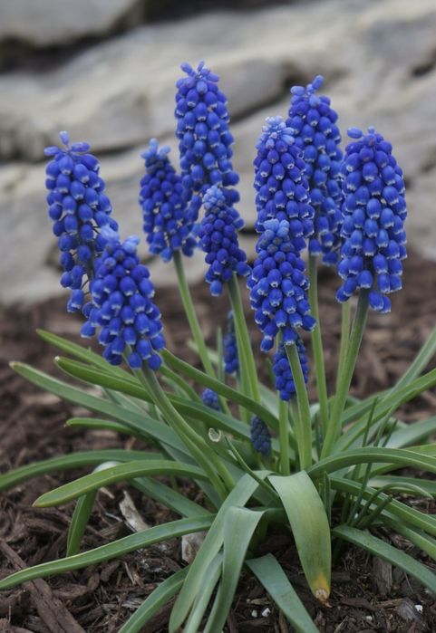 Мускари        .