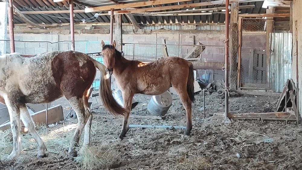 Продам кунан тай жылкы