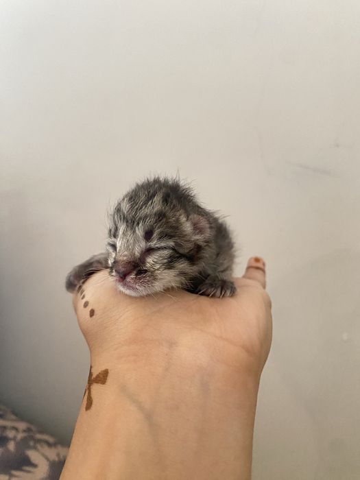 Кошка маленькая.
